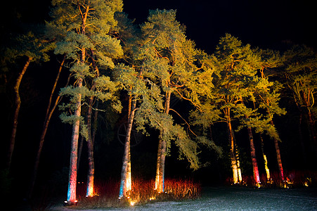 夜间有灯光的树图片