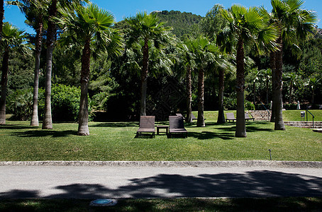 西班牙马略卡棕榈树草地上的日光浴者图片