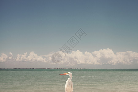 美国佛罗里达州萨尼贝尔岛，单鸟图片