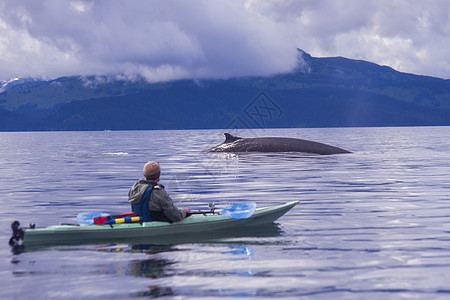 美国阿拉斯加州科迪亚克雄性皮划艇观赏鳍鲸背景图片