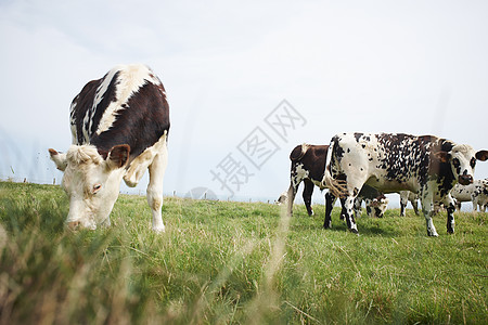 吃草的牛牛两只牛在吃草背景