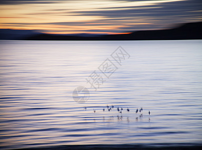 苏格兰亚辛特湖上空的鸟图片