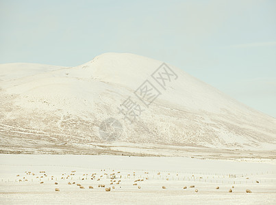 在英格兰苏格兰低地的雪原上放牧的一群羊图片