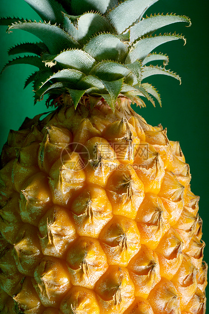 绿色背景的菠萝图片
