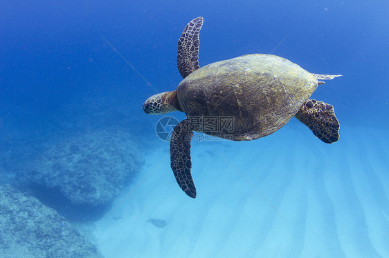 美国夏威夷的海龟在海底游泳的水下景色图片
