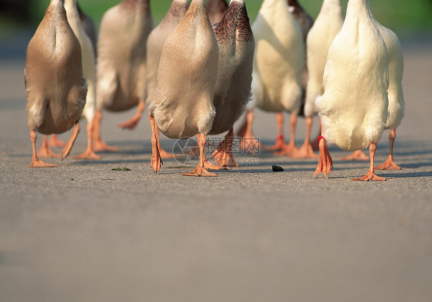 鹅叫声高清图片下载-正版图片501462399
