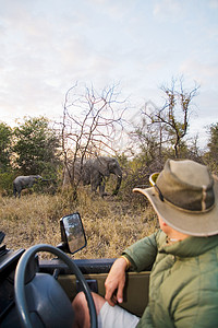 外国导游看大象的人背景