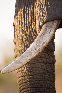 非洲象的躯干和獠牙背景图片