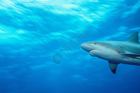 加勒比礁鲨图片