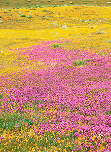 加利福尼亚羚羊谷的花朵图片