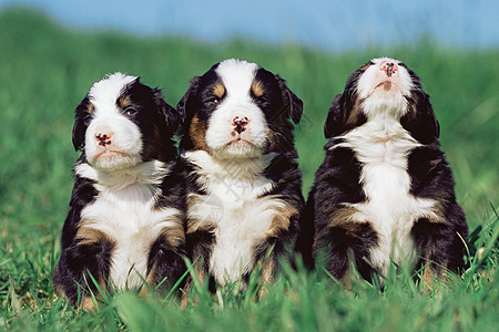 三只小狗图片