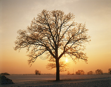 日落时的树图片