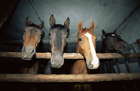 马厩里的四匹马图片