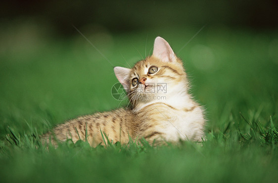 躺在草地上的小猫图片