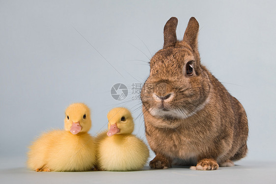 两只小鸭和兔子图片