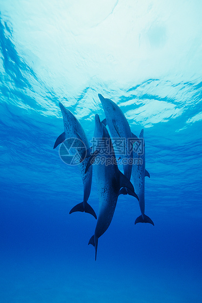 大西洋斑点海豚图片