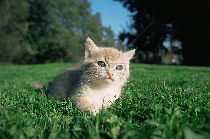 好奇的小猫图片