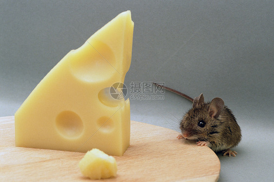 老鼠吃瑞士奶酪图片