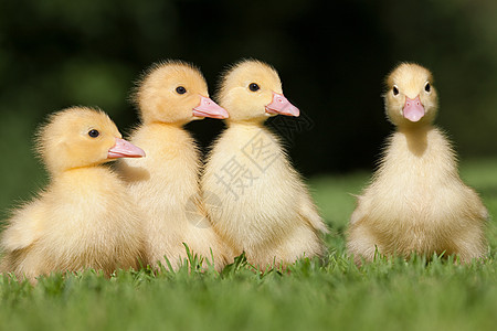 草地上的四只小鸭子高清图片