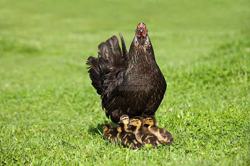 草地上有一只母鸡和六只小鸭