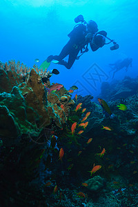 潜水员拍摄珊瑚礁背景图片