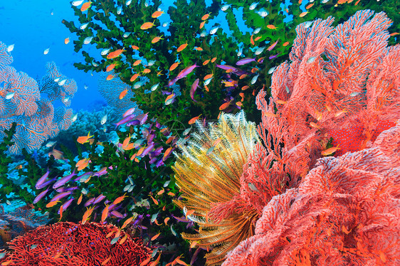 五颜六色的鱼在珊瑚礁中游泳图片