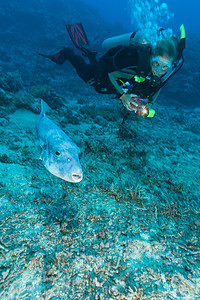 潜水员在水下欣赏河豚鱼背景图片