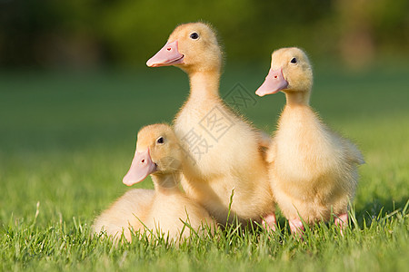 草地上的三只小鸭图片