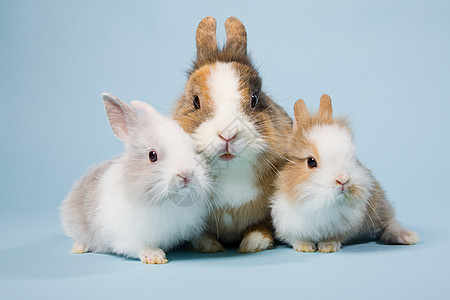 三只兔子图片素材