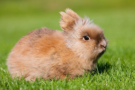 一只兔子坐在草地上图片