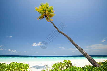 马尔代夫Huvadhu环礁南部Baughagello岛图片