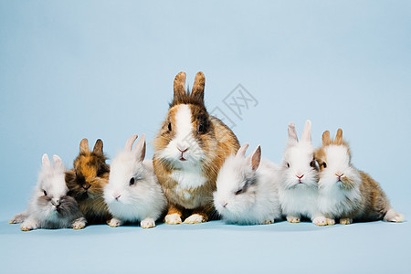 七只兔子，摄影棚拍摄图片
