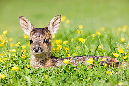 可爱的小鹿坐在草地上图片