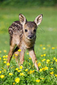 可爱的小鹿在草地上图片