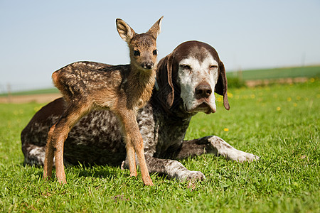 两只小鹿小鹿和狗坐在草地上背景