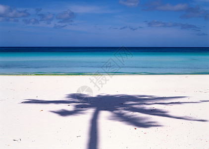 海滩上棕榈树的影子图片