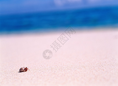海滩上的寄居蟹图片