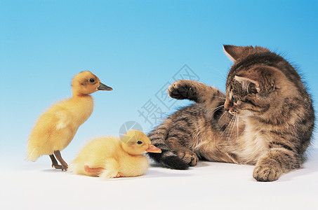 小猫和两只小鸭图片