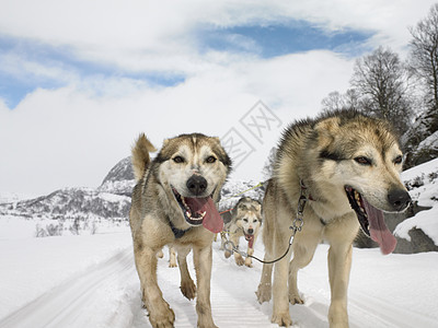 雪橇犬图片