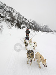 拉雪橇的狗图片