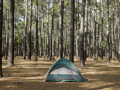 森林中的帐篷图片
