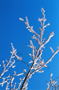 白雪覆盖的树枝图片