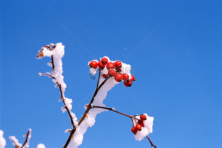 雪覆盖的红色水果图片