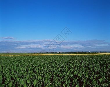 农作物图片