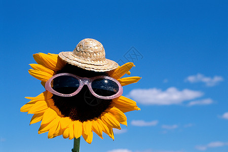戴太阳镜的太阳花背景