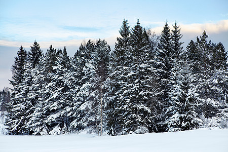 白雪松林图片