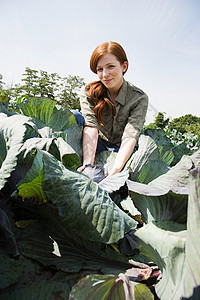 田里摘卷心菜的女人图片