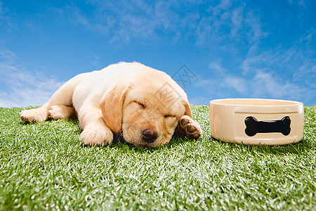 在狗碗旁睡觉的拉布拉多小狗图片