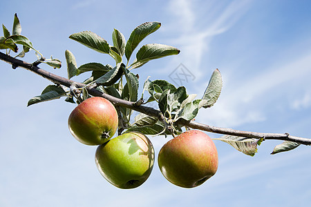 三个苹果长在树枝上图片