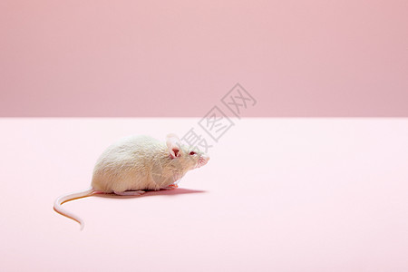 老鼠粉色背景高清图片素材